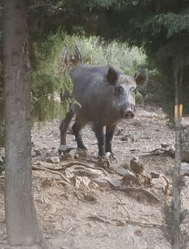 sanglier sanglier